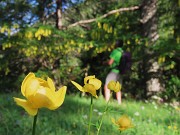 15 Trollius europaeus (Botton d'oro) 